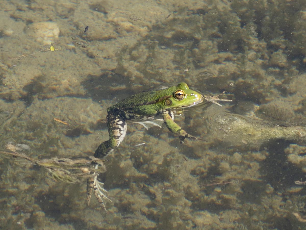 im Wasser treibend